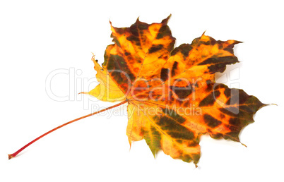 Multicolor autumnal maple leaf
