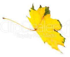 Yellowed autumn maple leaf