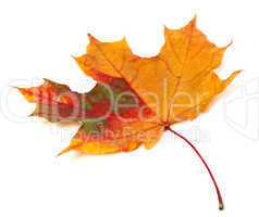 Multicolor autumn maple leaf