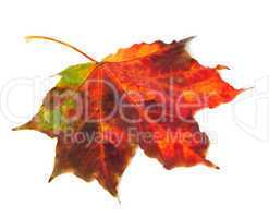 Multicolor autumn maple leaf on white background