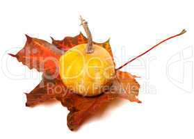 Decorative pumpkin on red autumn maple-leaf