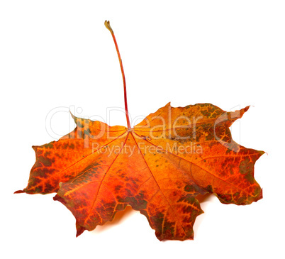 Red autumn maple-leaf