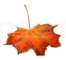 Red autumn maple-leaf