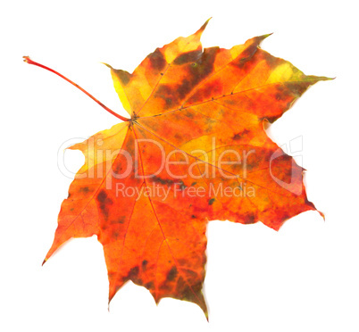 Multicolor autumn maple-leaf