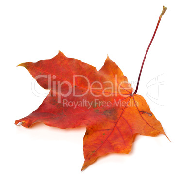 Red autumn maple leaf