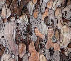 Wooden texture of pine-tree