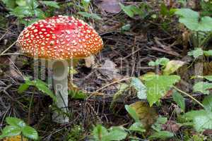Amanita muscaria. mushroom in the forest
