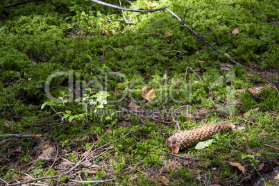 cones on green moss