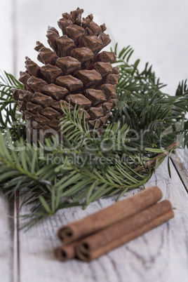 Fir Cone and needle branch