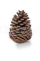 fir cone on white