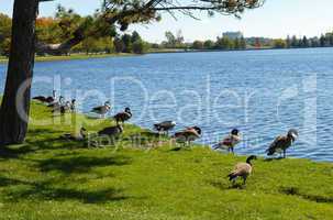 Canada geese on the lake.