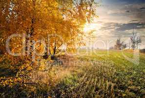 Autumn in the field