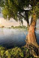 Willow on the river