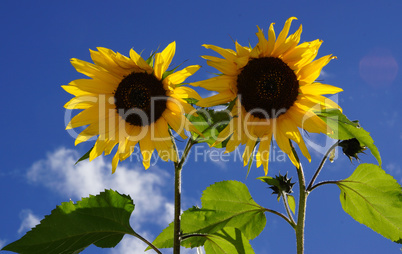 Sonnenblumen