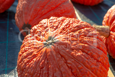 indian pumpkin