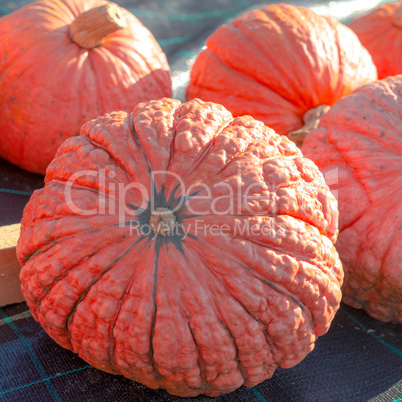 indian pumpkin