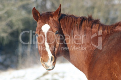 Brown Horse