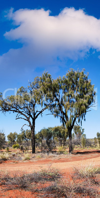 Trees and red sand of Northern Territory - Australia