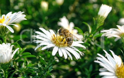 Bee on a white flower