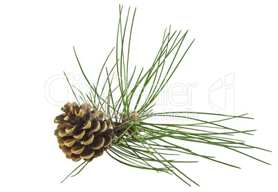 Pine branch with cone