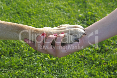 Girl holding a dog paw