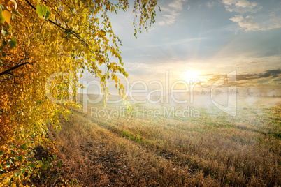 Fog in the field