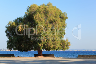 Scenic seafront with empty benches and green tree