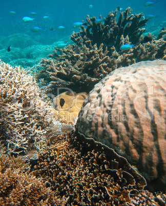 Underwater sea life in Queensland. Australian Coral Reef