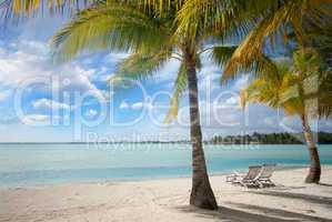 Beautiful marine landscape with tree on a pristine beach