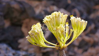 Oleanderblättrige Kleinie (Senecio kleinia)