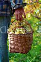 basket full of grapes