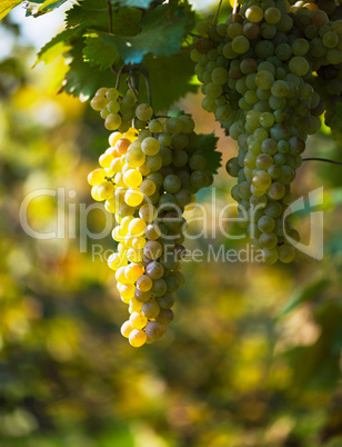 bunch of white grapes