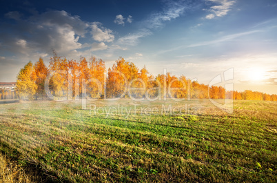 Autumn forest and field