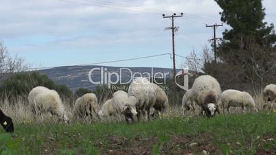 Sheep in the field 1