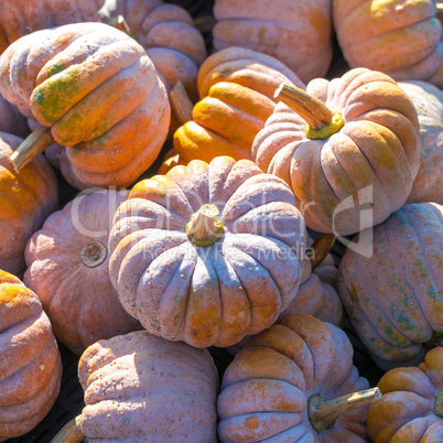 Cucurbita moschata