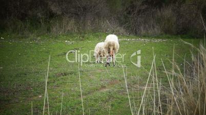 Sheep in the field 2