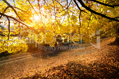 Beautiful autumn in the forest