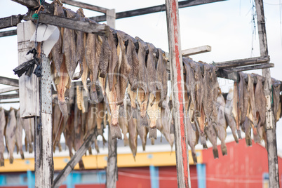 Greenland halibut drying on a wooden rack