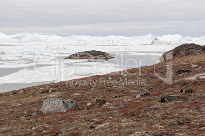 Arctic landscape in Greenland with icebergs