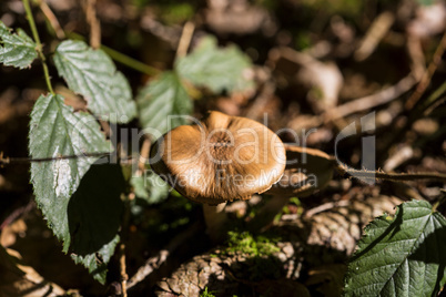 Brown mushroom in the forest