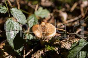 Brown mushroom in the forest