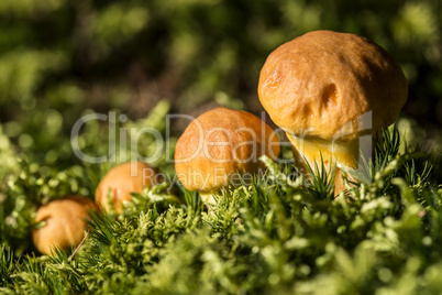 Brown mushroom family in the forest
