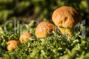 Brown mushroom family in the forest