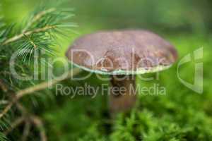 Brown mushroom in the forest