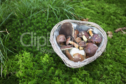 Collected mushrooms in a basket