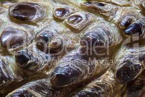 Photo of the turtle's skin