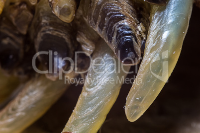 Photo of the turtle's claw