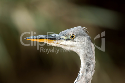 Gray heron