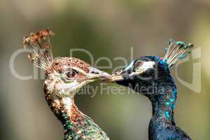 Blue peafowl (Pavo cristatus)