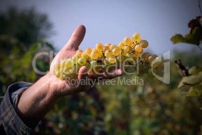 handful grapes